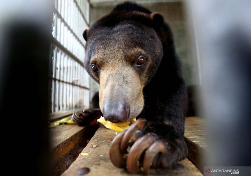 BBKSDA Riau Evakuasi Beruang Madu Meresahkan Warga di Inhu - GenPI.co RIAU