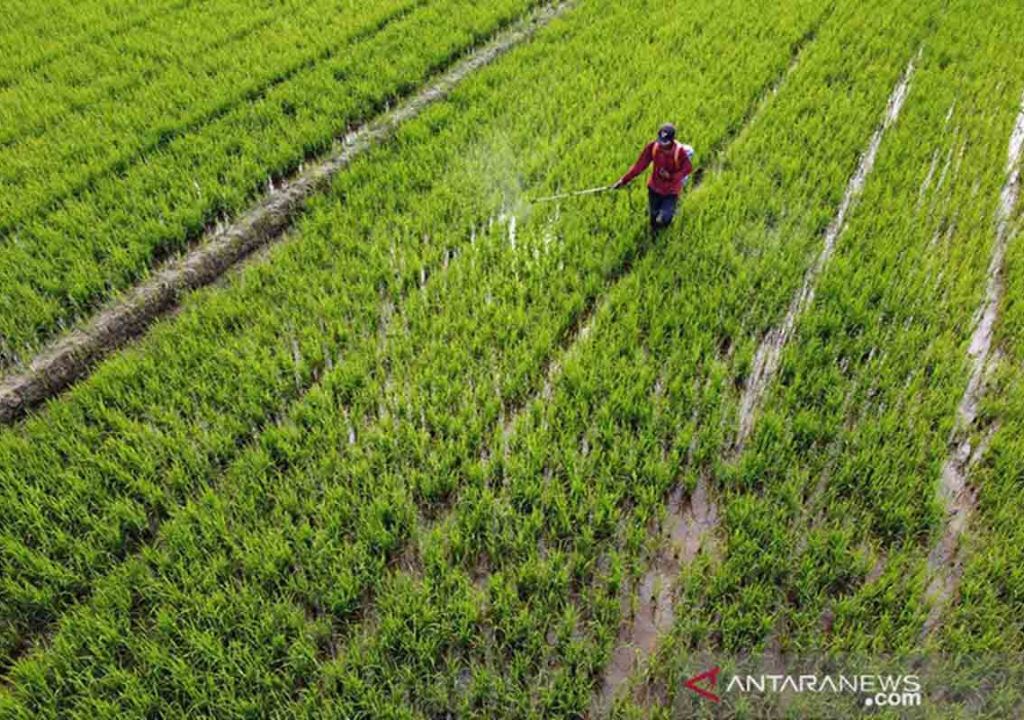 Kurangi Pengangguran, Pemprov Riau Latih Warga Bertani - GenPI.co RIAU