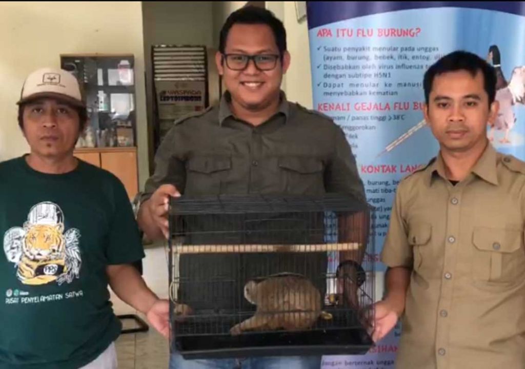 Top! Warga Pelalawan Serahkan Kukang Dewasa ke BKSDA Riau - GenPI.co RIAU