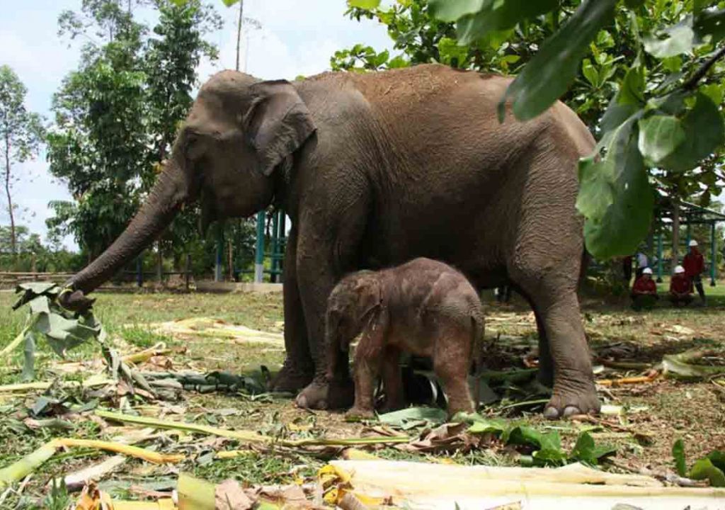 Bayi Gajah Sumatera Lahir di Pelalawan, Beratnya 90 Kilogram - GenPI.co RIAU