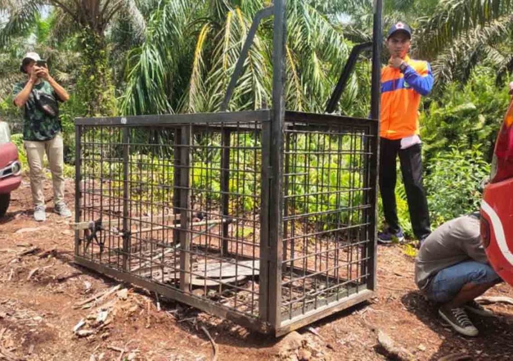 BBKSDA Riau Buru Harimau Sumatera Serang Warga di Siak - GenPI.co RIAU