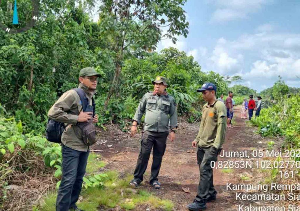 Harimau di Siak Berkeliaran Terekam Kamera Jebak BBKSDA Riau - GenPI.co RIAU