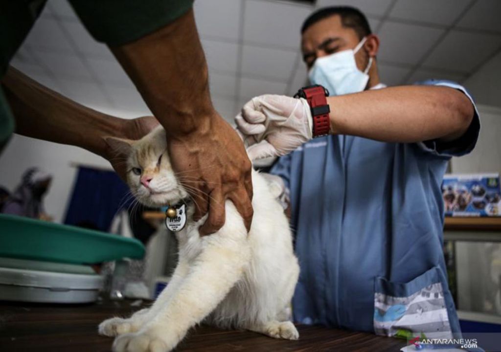 25 Orang Digigit Hewan Penular Rabies di Riau pada 2023 Ini - GenPI.co RIAU