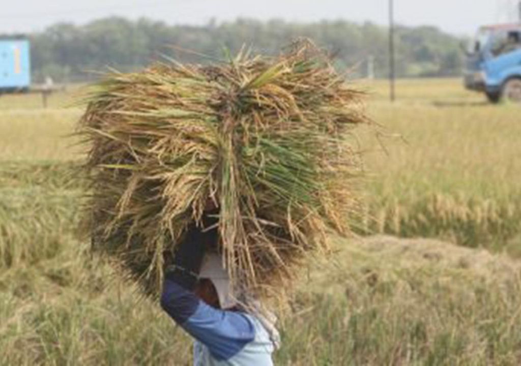 Jadi Lumbung Padi di Riau, Petani Inhil Akan Dibantu Gubernur Syamsuar - GenPI.co RIAU