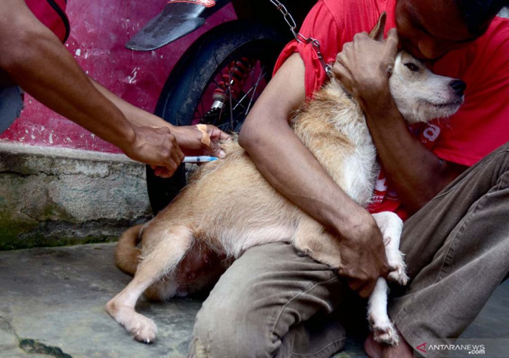 5 Kasus Rabies di Riau, Ada 1 yang Meninggal Dunia - GenPI.co RIAU