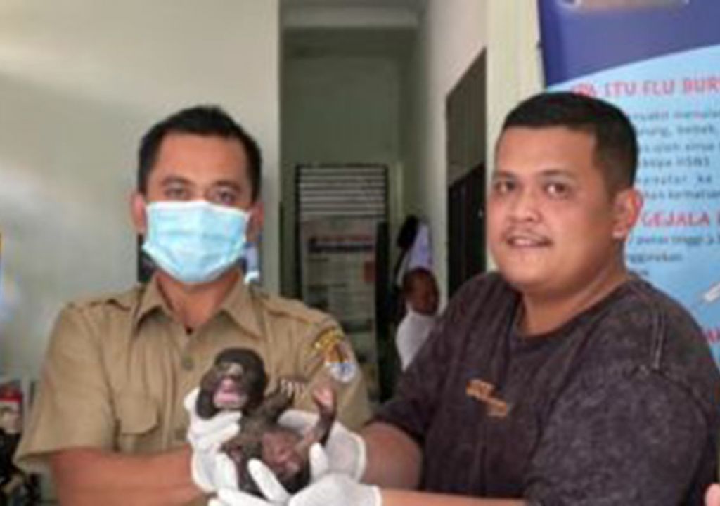 Warga Indragiri Hulu Serahkan Bayi Beruang Madu ke BKSDA Riau - GenPI.co RIAU