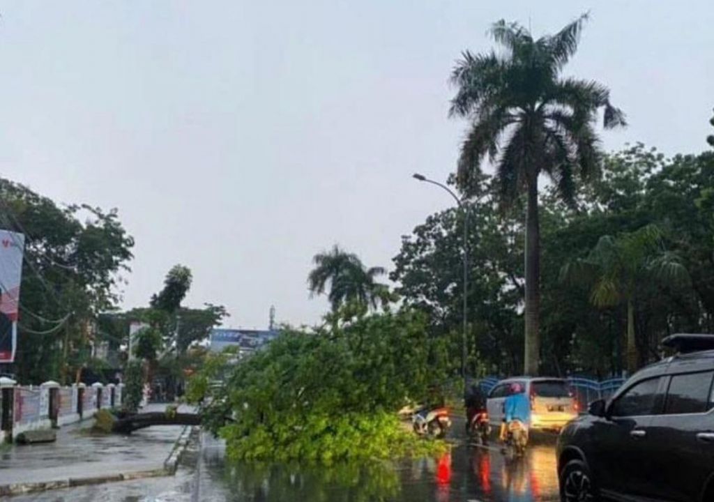 Sejumlah Pohon Tumbang Akibat Hujan Lebat Mengguyur Wilayah Pekanbaru - GenPI.co RIAU