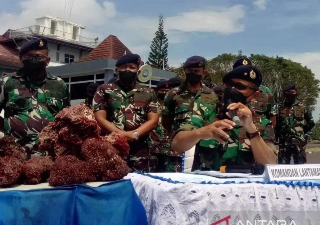 TNI AL Makassar Gagalkan Penyelundupan Terumbu Karang Merah, Top - GenPI.co SULSEL