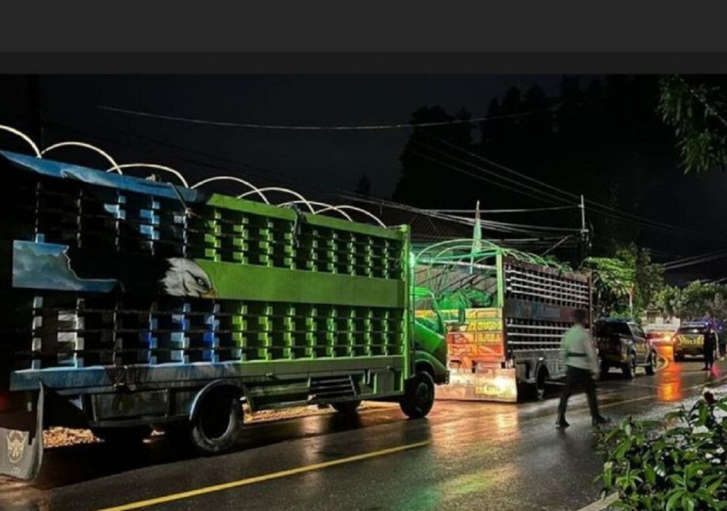 Imbas SE Bupati, Pemkab Toraja Utara Pulangkan 19 Ekor Kerbau ke Daerah Asal - GenPI.co SULSEL