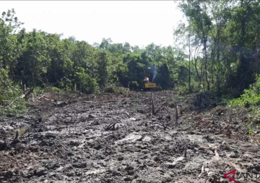 22,5 Ribu Hektare Potensi Mangrove di Sulsel Rusak, Astaga - GenPI.co SULSEL
