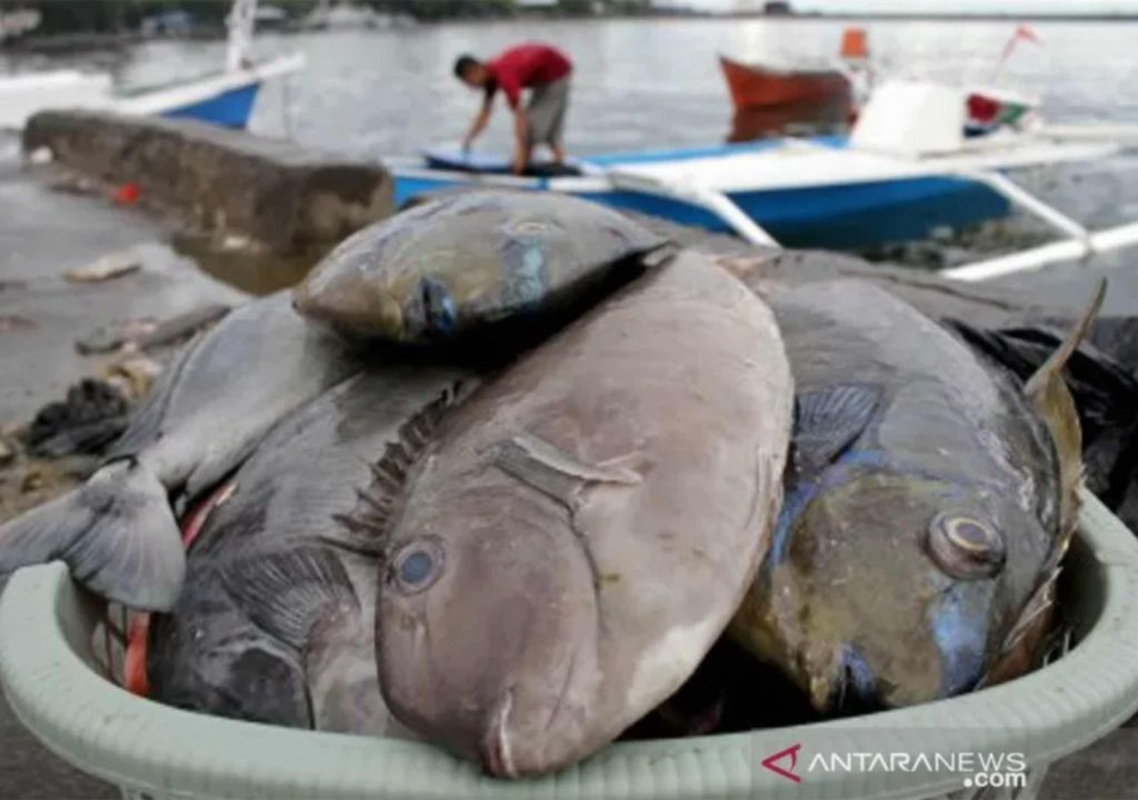 Nelayan di Makassar Ogah Melaut, Harga Ikan Naik, Ekspor Terganggu - GenPI.co SULSEL