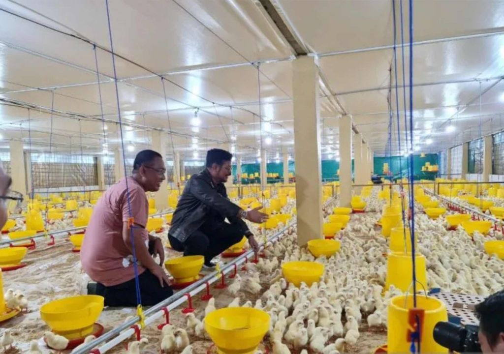 Gowa Jadi Kabupaten Pengembangan Peternakan Ayam Broiler, Mantap - GenPI.co SULSEL
