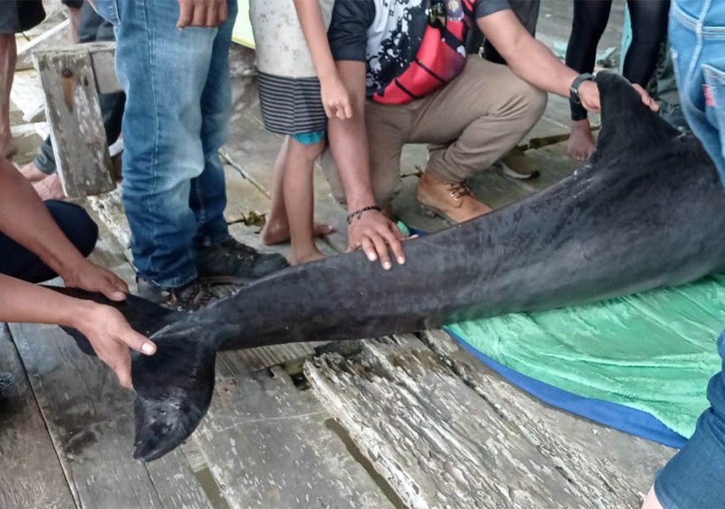 Lumba-lumba 300 Kilogram Terdampar di Sungai Kendari, Nasibnya - GenPI.co SULTRA