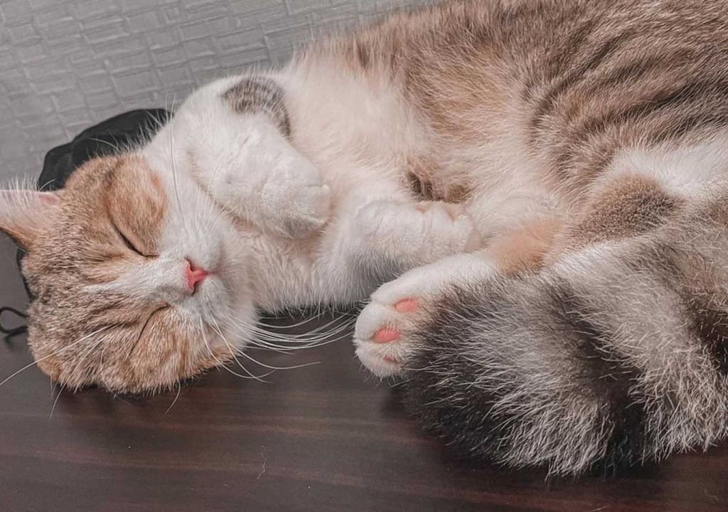 uploads/sultra/arsip/normal/2022/02/15/ilustrasi-kucing-foto-instagramchojithemunchkin-2sxb.jpg - GenPI.co SULTRA
