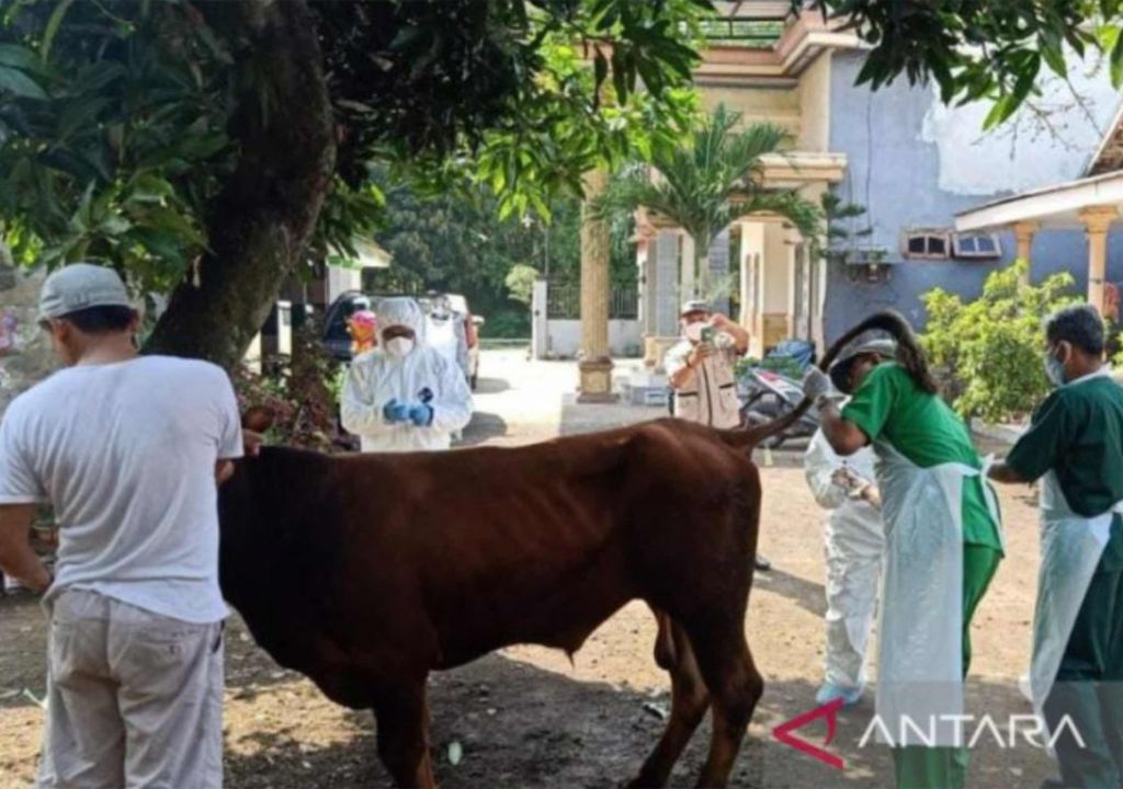 Antisipasi Kasus PMK Pada Sapi, Sulkarnain: Kita Cek Dulu - GenPI.co SULTRA