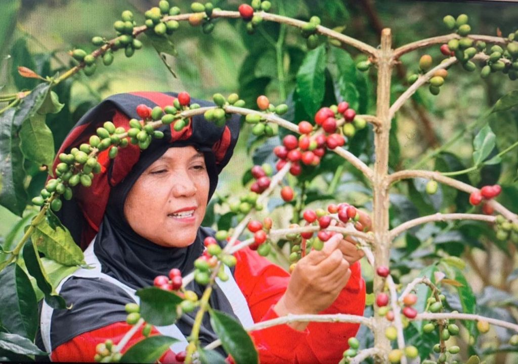 Rahmah, Wanita Sukses Binaan UMKM BRI Populerkan Kopi Gayo di Amerika Serikat - GenPI.co SULTRA