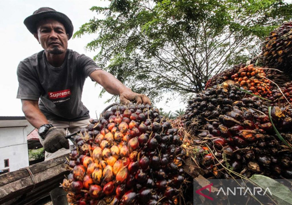 Apkasindo Sultra Tuding Ada Oknum Cari Untung Buah Sawit, Waduh - GenPI.co SULTRA