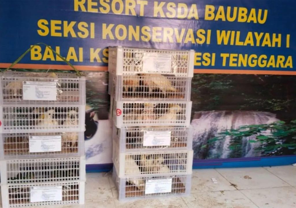 Penyelundupan Puluhan Burung Endemik Maluku Digagalkan BKSDA Sultra - GenPI.co SULTRA