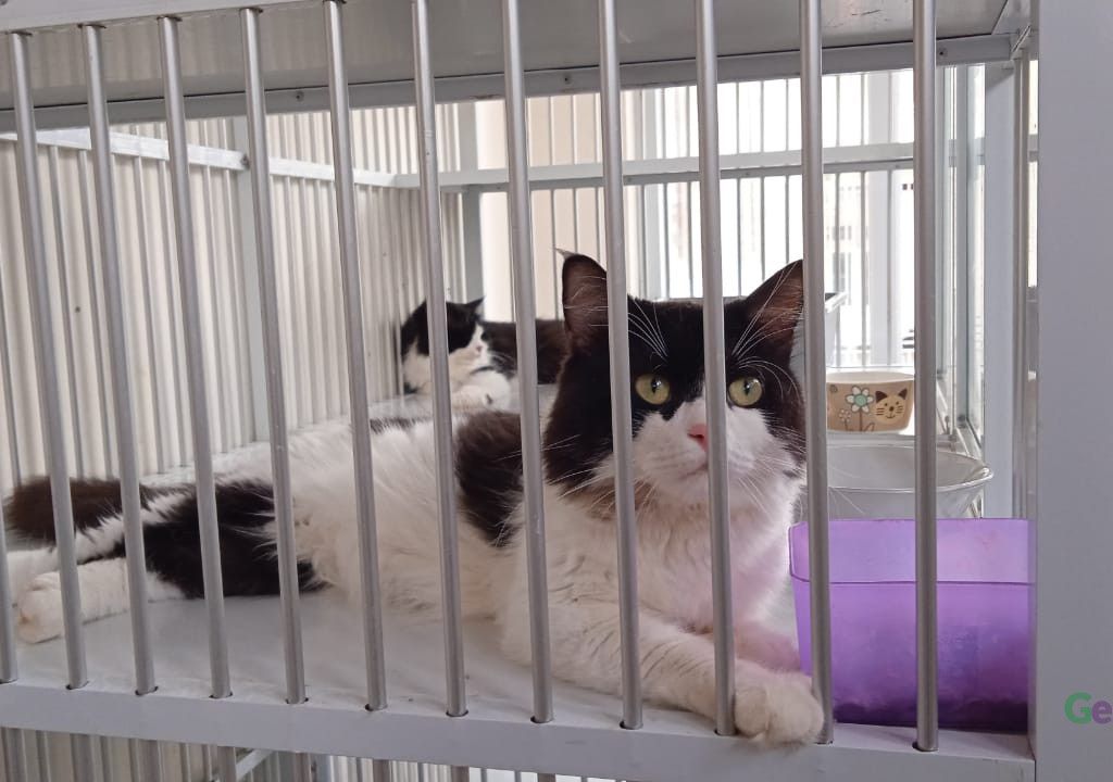 Ada Hotel Kucing di Kendari, Solusi Peliharaan Ditinggal Mudik - GenPI.co SULTRA