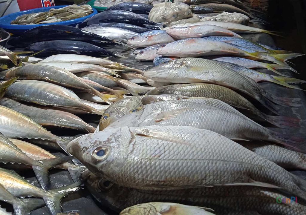 Harga Ikan di Pasar Kendari Jelang Iduladha 2022 - GenPI.co SULTRA