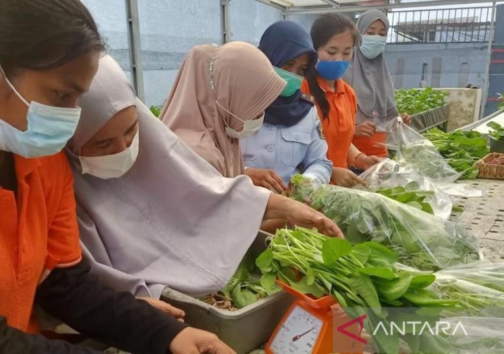 Warga Binaan Lapas Palembang Sukses Usaha Sayuran Hidroponik - GenPI.co SUMSEL