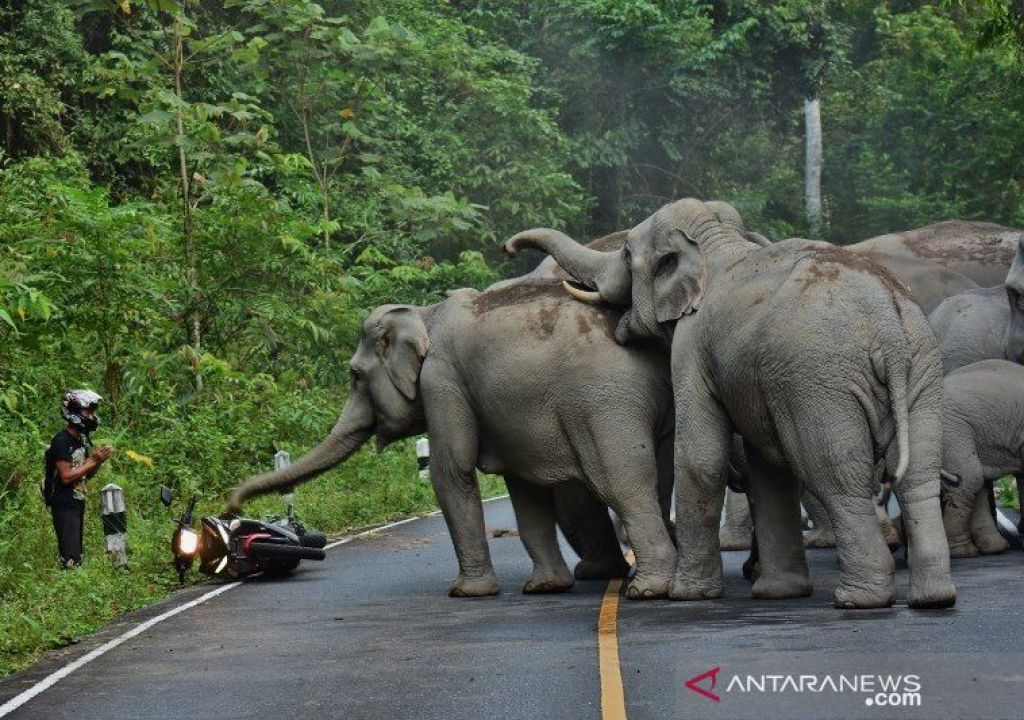 Cegah Konflik, Evakuasi Gajah Liar di OKU Selatan Dipercepat - GenPI.co SUMSEL