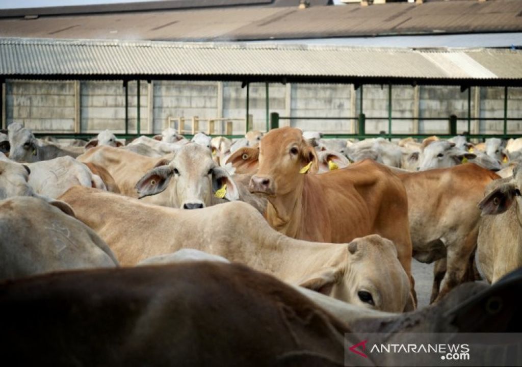 Pasokan 8.000 Sapi di Sumsel untuk Iduladha Dijamin Aman - GenPI.co SUMSEL