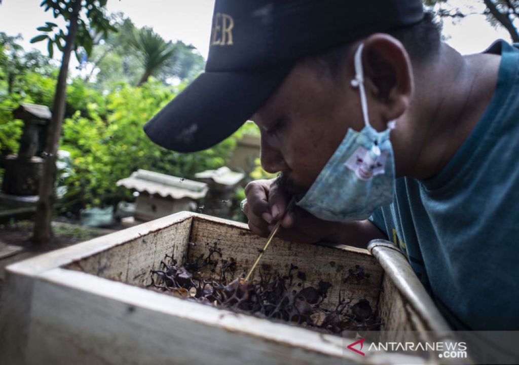 SMBR Gandeng Peternak Lokal Kembangkan Budi Daya Lebah Trigona - GenPI.co SUMSEL