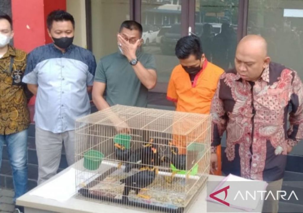 Jual Burung Beo Nias, Yoss Sugesta Ditangkap Polisi di Palembang - GenPI.co SUMSEL