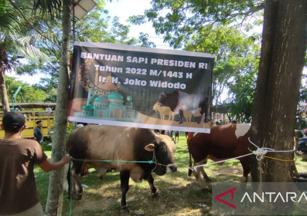 4 Kelurahan di Palembang Kebagian Daging Sapi Kurban dari Jokowi - GenPI.co SUMSEL