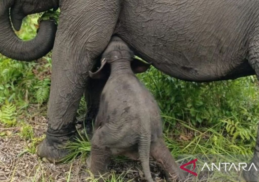 Seekor Bayi Gajah Sumatera Betina Lahir di Banyuasin, Lucunya - GenPI.co SUMSEL