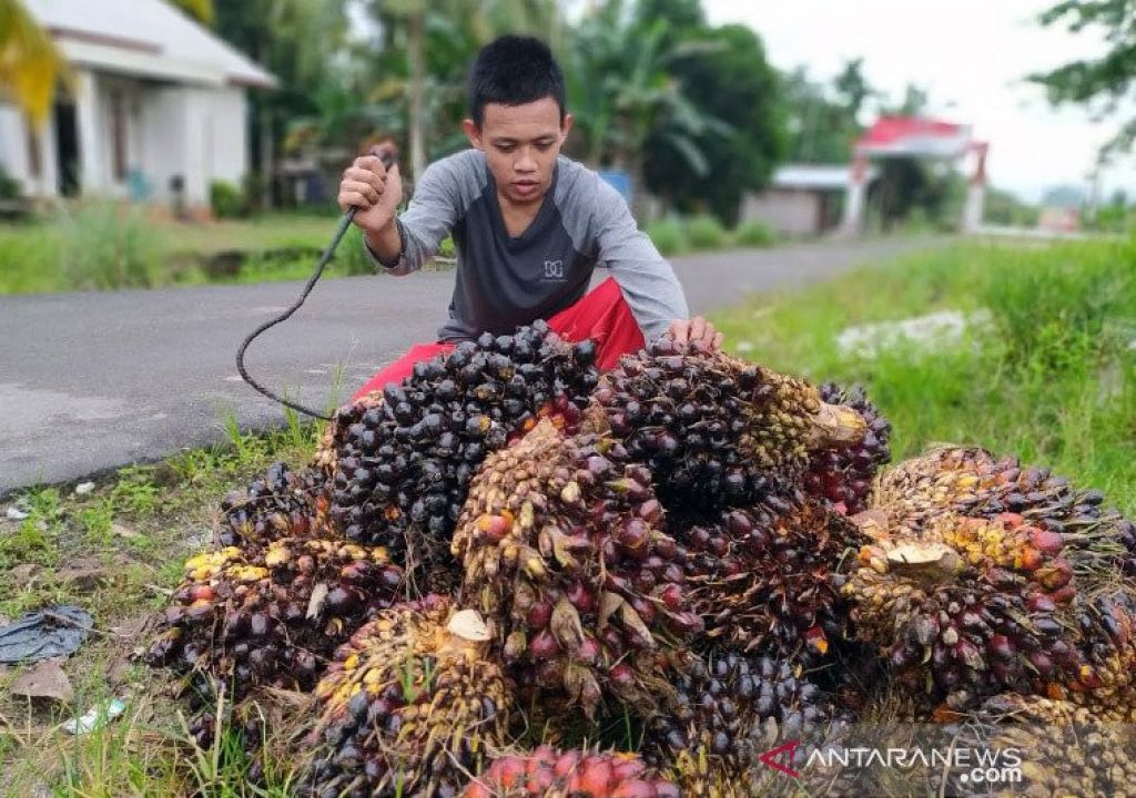 Atasi Harga TBS, Apkasindo Bakal Bangun Pabrik Sawit di Sumsel - GenPI.co SUMSEL