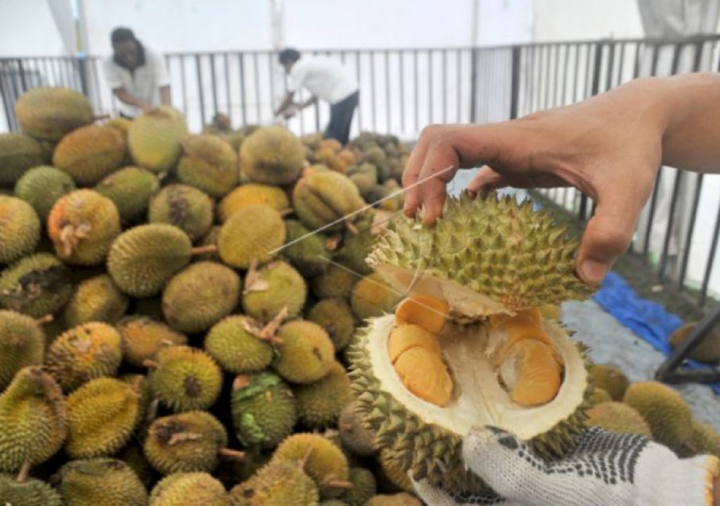 Simpan Tanggalnya, 28 Agustus Ada Festival Durian Muara Enim - GenPI.co SUMSEL