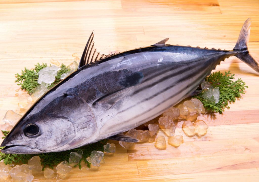 3 Manfaat Ikan Cakalang, Penyuka Masakan Manado Kumpul - GenPI.co SUMSEL