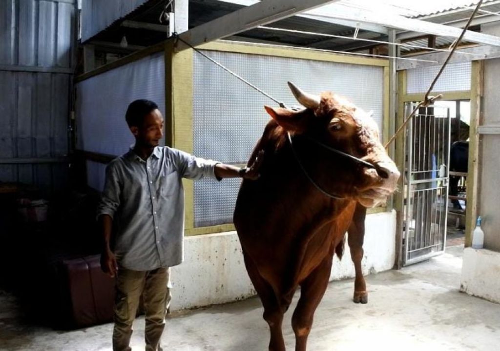 Kesehatan Sapi Kurban Presiden Jokowi di Palembang Terus Dipantau - GenPI.co SUMSEL