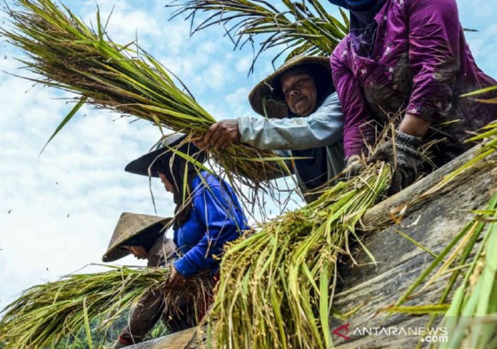 Mohon Simak, Cita-cita Pemprov Sumut untuk Produksi Padi - GenPI.co SUMUT