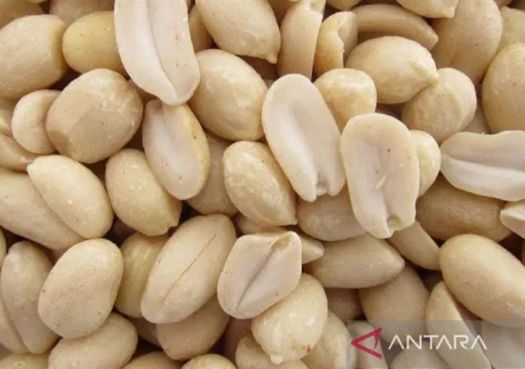 Waduh Harga Kacang Tanah di Sumut Mulai Naik - GenPI.co SUMUT