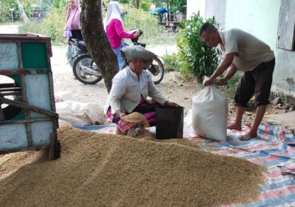 Serangan Hama, Bikin Hasil Panen di Palas Turun - GenPI.co SUMUT