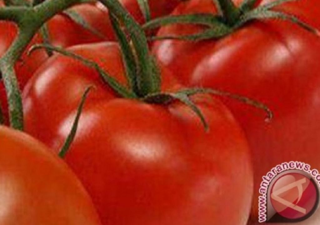 Ini 3 Tips Bikin Kulit Wajah Glowing dengan Tomat - GenPI.co SUMUT