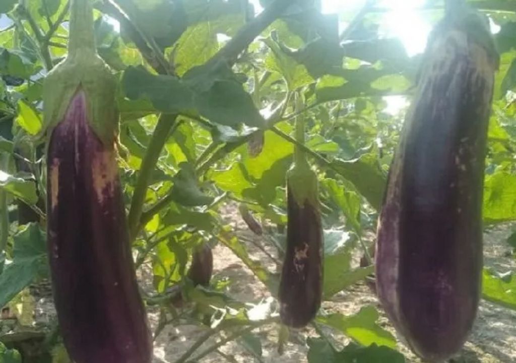 Harga Anjlok, Petani Terong di Sumut Malas Panen - GenPI.co SUMUT