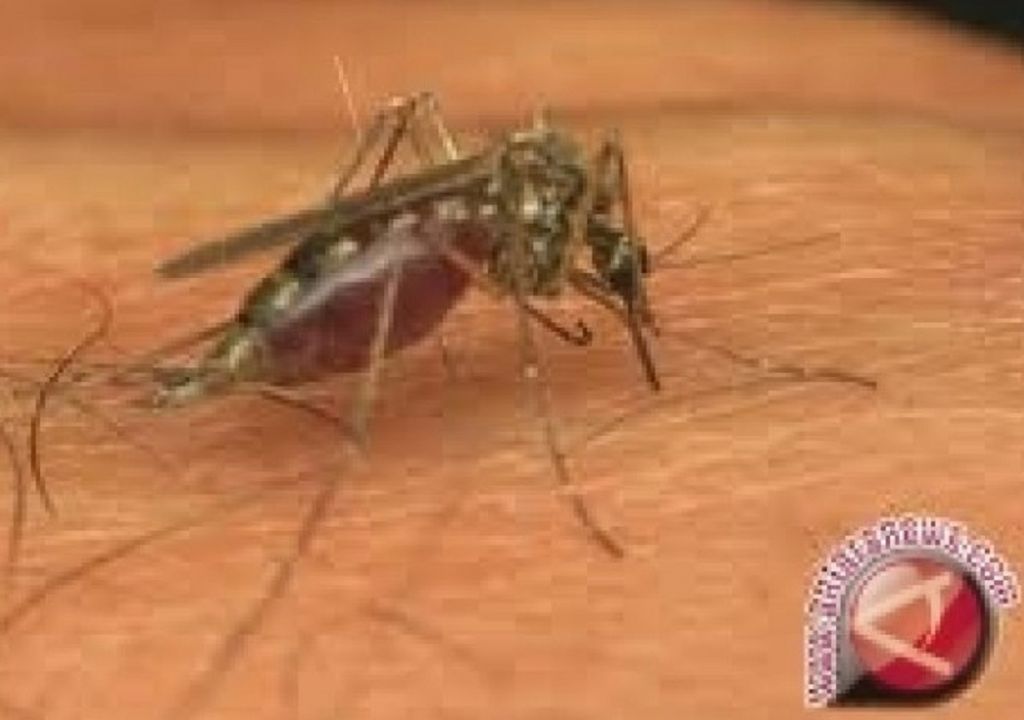 Berikut 3 Langkah Mudah Mencegah Penyakit Malaria - GenPI.co SUMUT
