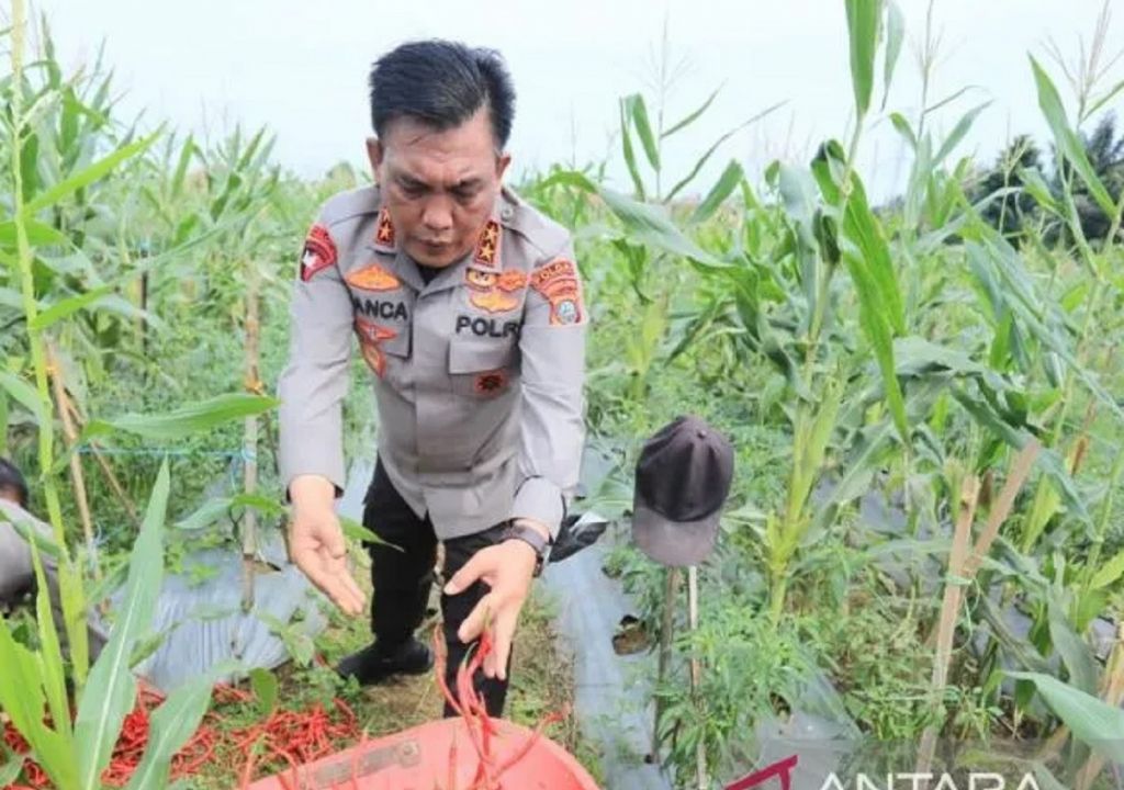 Irjen Panca Panen Jagung dan Cabai di Lahan Mapolda - GenPI.co SUMUT