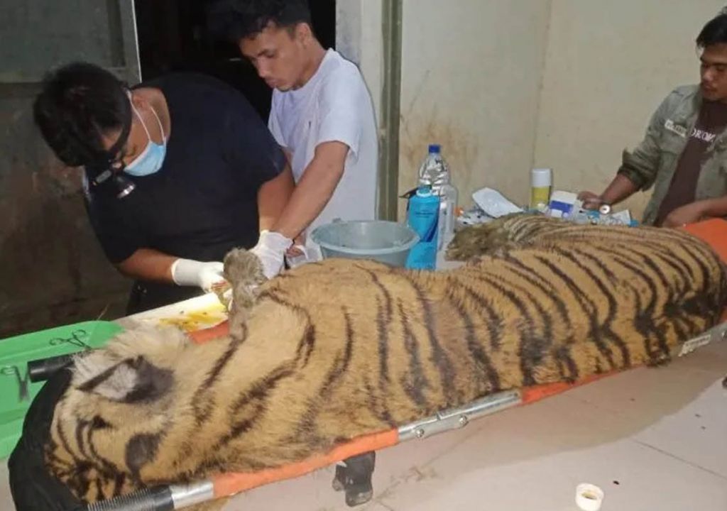 Dirawat 2,5 Bulan, Harimau Sumatera Mati di Suaka Satwa Barumun - GenPI.co SUMUT