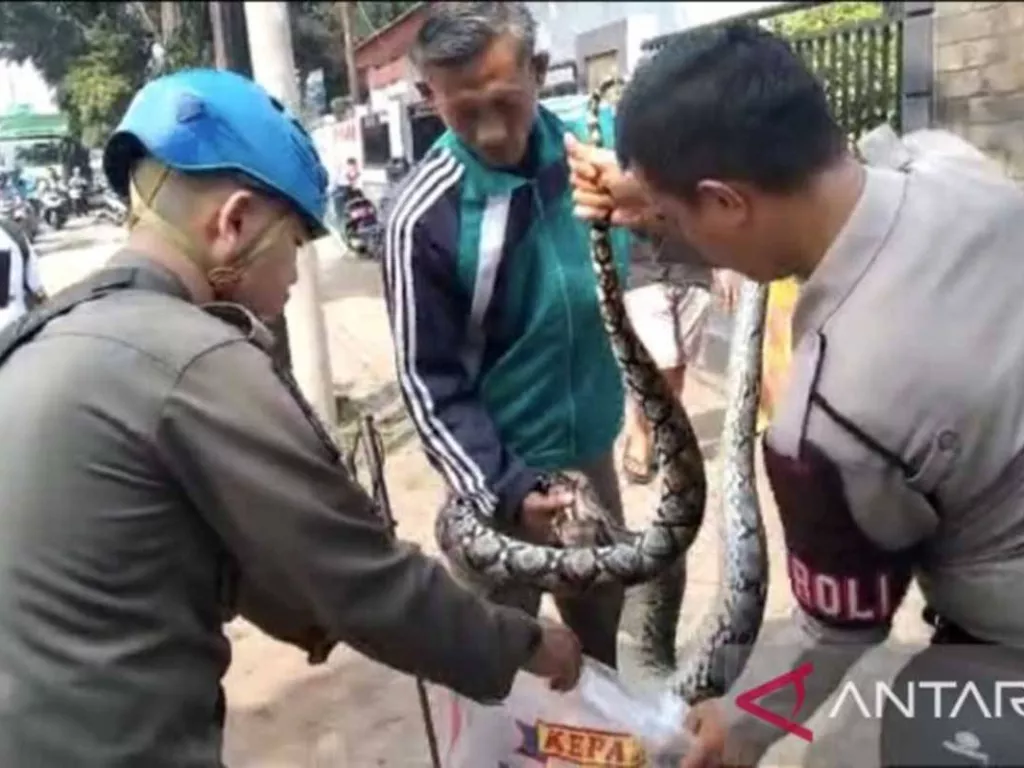 Ular Sanca Panjang 3 Meter Dievakuasi di Depan SMAN 2 Tangsel - GenPI.co SULSEL