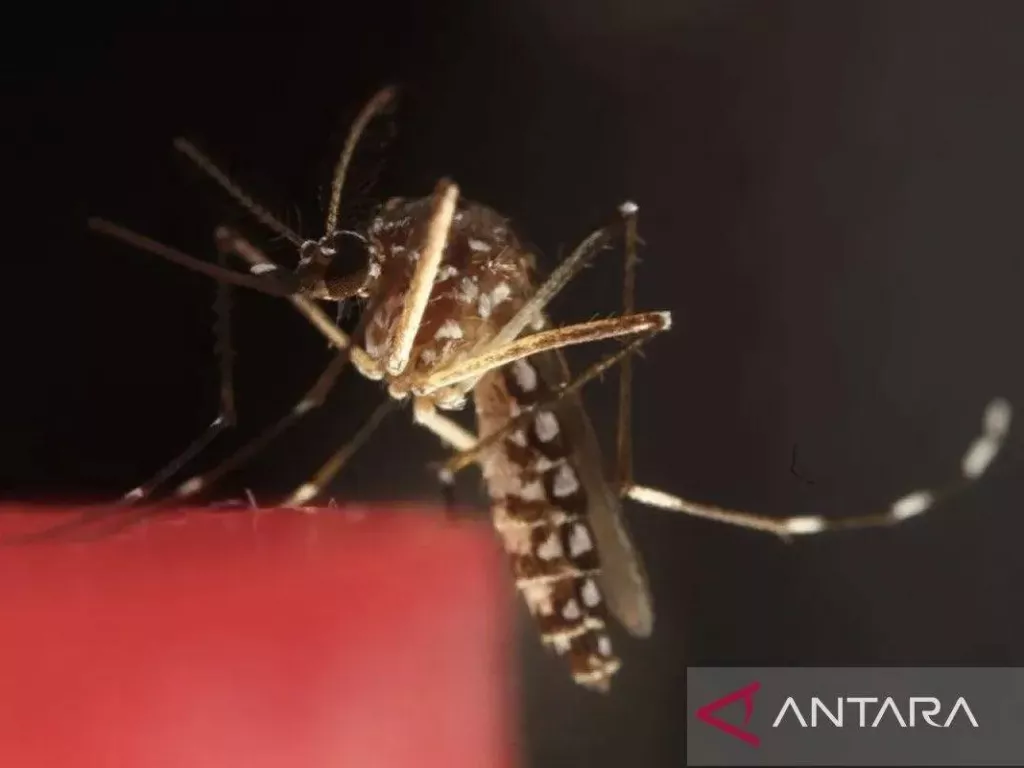 Kasus Malaria di Indonesia Turun, Tapi Tertinggi Kedua di Asia - GenPI.co SULTRA