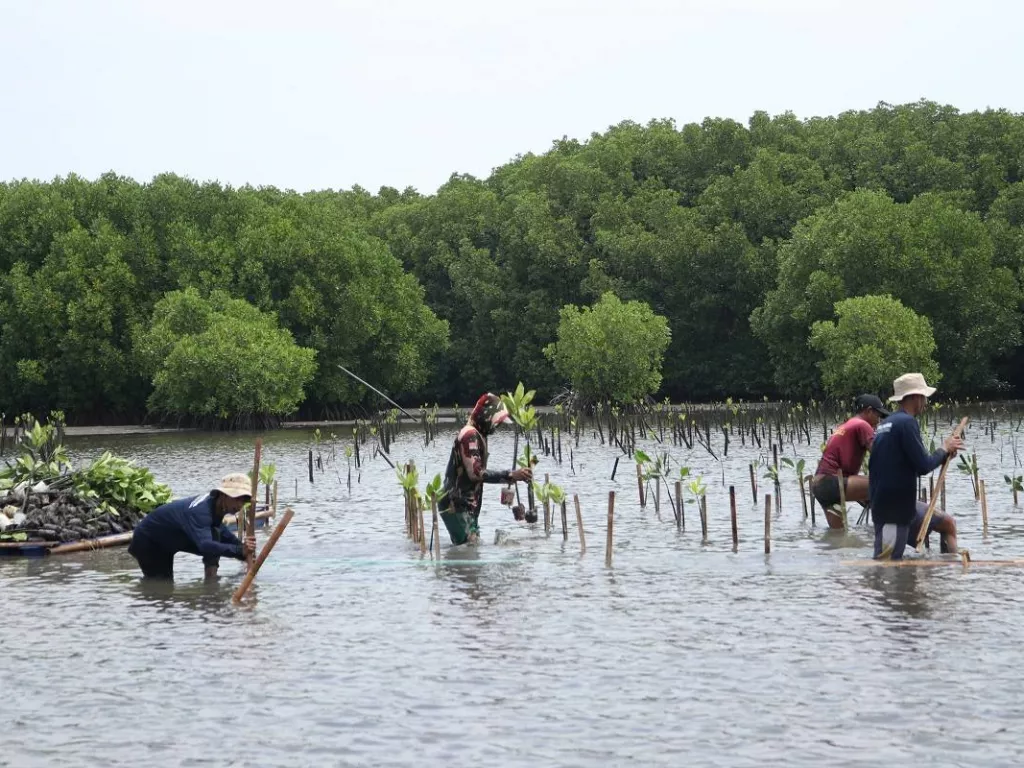 Komitmen Melestarikan Lingkungan, Bio Farma Tanam 4.000 Mangrove - GenPI.co SUMSEL