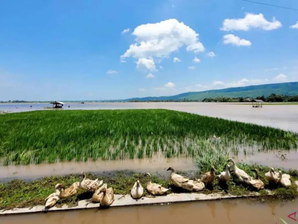 Ratusan Hektare Sawah Terendam Banjir di Situbondo - GenPI.co NTB