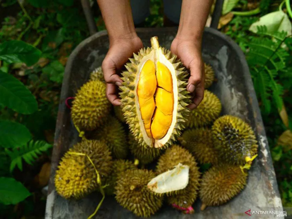 Gelar Even Heboh Buah, Kulon Progo Panen Raya Durian - GenPI.co RIAU