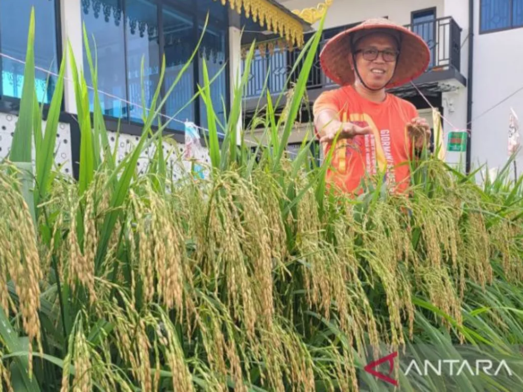Wow, Warga Tanjungpinang Sukses Menanam Padi di Pekarangan - GenPI.co SULSEL