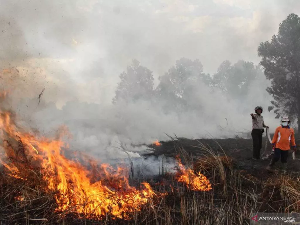 4,5 Hektare Lahan di Pekanbaru Terbakar, Api Berhasil Dijinakkan - GenPI.co RIAU
